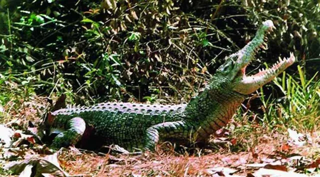 ନଈ କୂଳିଆ ଅଞ୍ଚଳରେ ମାତିଛି ମଣିଷଖିଆ ମଗର; ୩ ମାସରେ ନେଲାଣି ୩ ଜୀବନ