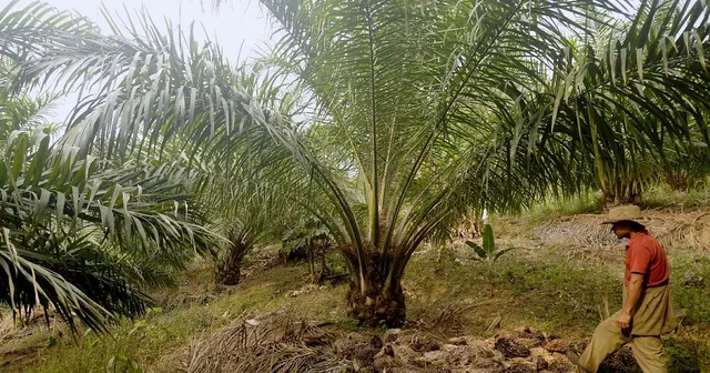 ରାଜ୍ୟରେ ଅଏଲ୍ ପାମ୍ ଚାଷ ବିଫଳ: ଏବେ ସୂର୍ଯ୍ୟମୁଖୀ ତେଲ ଦରରେ ବିକ୍ରି ହେଉଛି ପାମ୍ ତେଲ