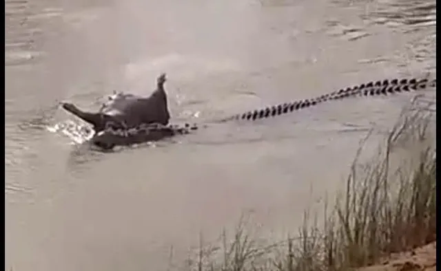 ବୈତରଣୀରେ କୁମ୍ଭୀର ଆତଙ୍କ, ଘୁଷୁରିକୁ ଟାଣିନେଲା