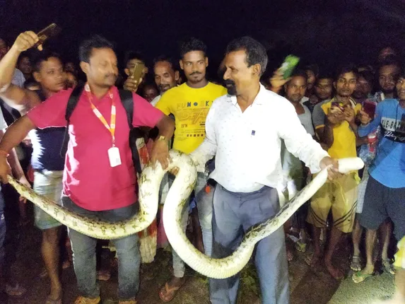 କେନାଲ ନିକଟରୁ ବିଶାଳ ଅଜଗର ଉଦ୍ଧାର