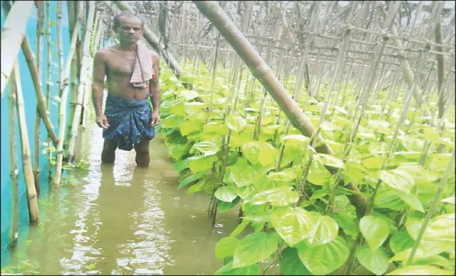 ଉପକଣ୍ଠରେ ପା‌ନ ଓ ପରିବା ଫସଲ ନଷ୍ଟ: ଚିନ୍ତାରେ ପରିବା ଚାଷୀ