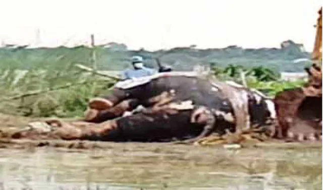 ମହାନଦୀ ଟ୍ରାଜେଡି: ଦନ୍ତାହାତୀକୁ ଦିଆଗଲା ସମାଧି