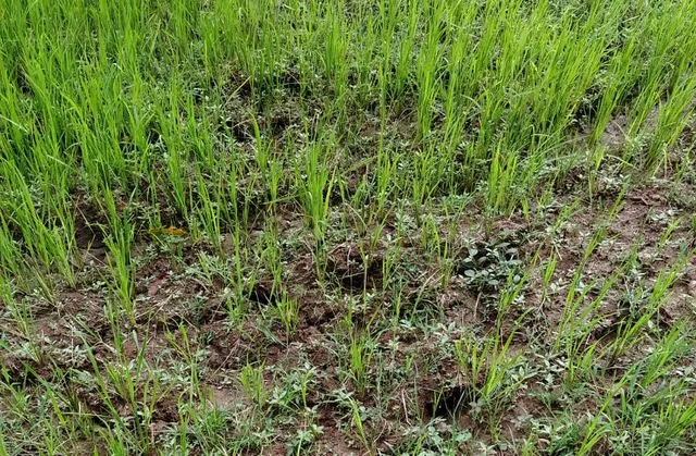 ବଣାଇରେ ମରୁଡ଼ିର ପଦଧ୍ବନି, ଚାଷୀକୁଳ ହତାଶ