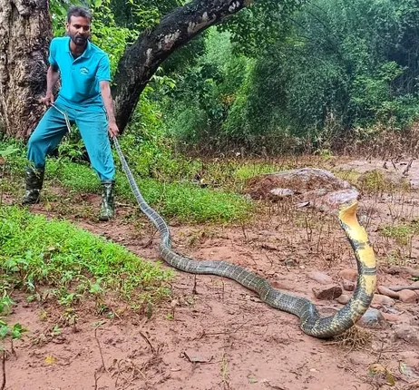 ୧୨ଫୁଟର ଅହିରାଜ ସାପ ଉଦ୍ଧାର