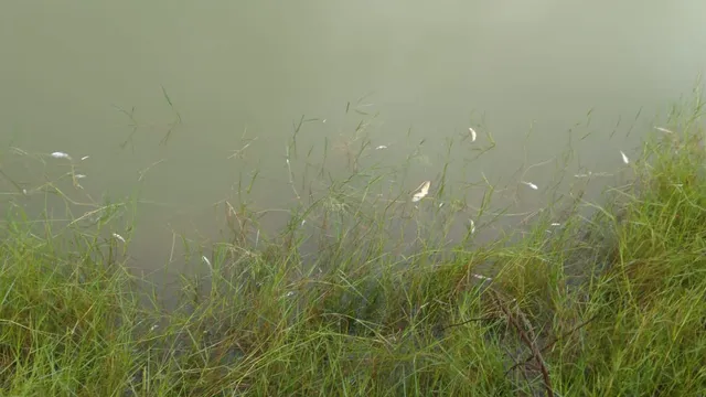 ପୋଖରୀରେ ବିଷ ପକାଇ ମାଛ ମାରିଦେଲେ