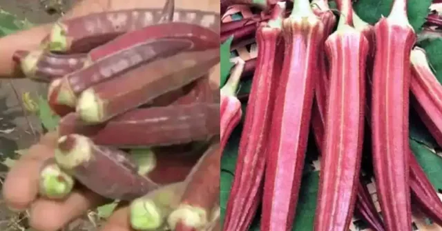 ଲାଲ୍‌ ଭେଣ୍ଡି ବଦଳାଇ ଦେଲା ଚାଷୀଙ୍କ ଭାଗ୍ୟ; କିଲୋପିଛା ୮୦୦ ଟଙ୍କାରେ ବିକି ହେଲେ ମାଲାମାଲ୍‌