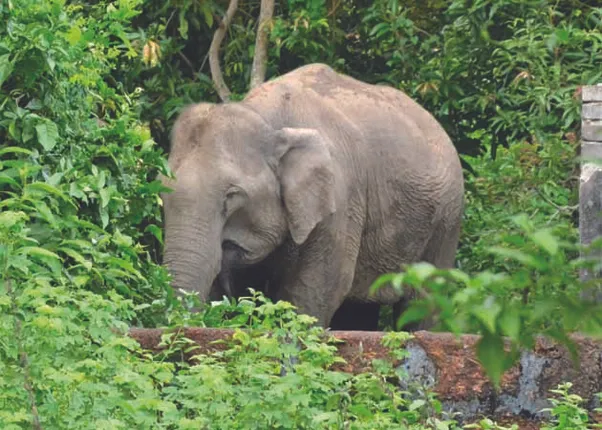 ମୁଣ୍ଡଳୀରେ ପୁଣି ହାତୀପଲ, ଛୁଆ ଓ ମୁଖିଆକୁ ଖୋଜୁଛନ୍ତି!