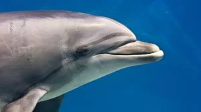 ଚିଲିକା କୂଳରେ ବିରଳ ପ୍ରଜାତିର ‘ଇରାୱାଡି ଡ଼ଲ୍‌ଫିନ୍‌’ ମୃତ