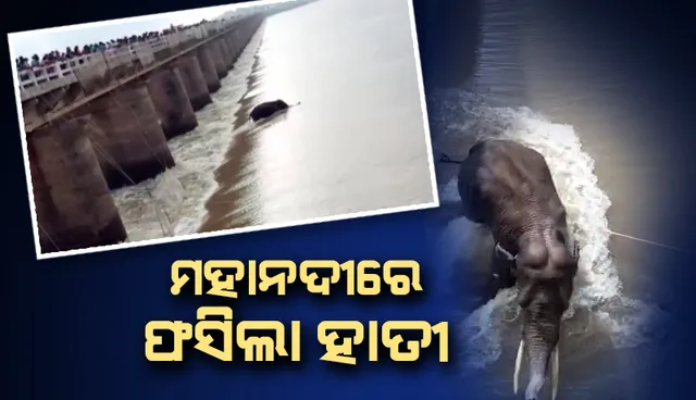 ମୁଣ୍ଡୁଳି ବ୍ୟାରେଜ୍ ମହାନଦୀରେ ଫସି ରହିଛି କୁନି ହାତୀ, ଭିଡିଓ ଦେଖନ୍ତୁ