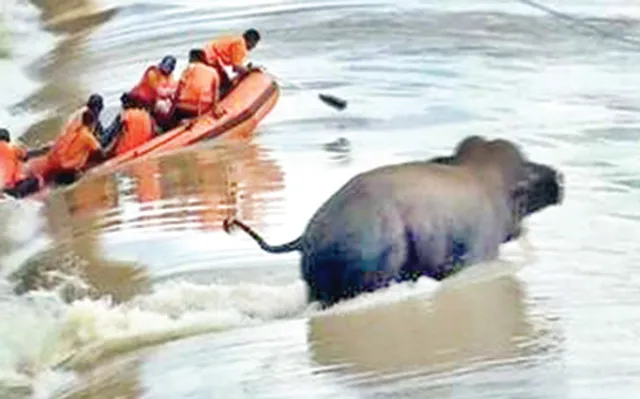 ମୁଣ୍ଡଳୀ ଟ୍ରାଜେଡି ଘଟଣା: ଦନ୍ତାହାତୀ ମୃତ୍ୟୁକୁ ନେଇ ଲୋକାୟୁକ୍ତରେ ଅଭିଯୋଗ କଲେ ସାମାଜିକ କର୍ମୀ ପୂରବୀ