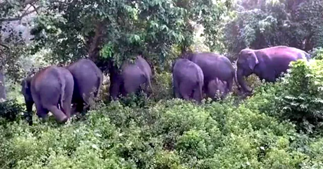 ମହାନଦୀ ଟ୍ରାଜେଡି!  ଚିରାଚରିତ ଦେବୀଦ୍ୱାର ବାଟ ବଦଳାଉଛନ୍ତି ହାତୀପଲ...