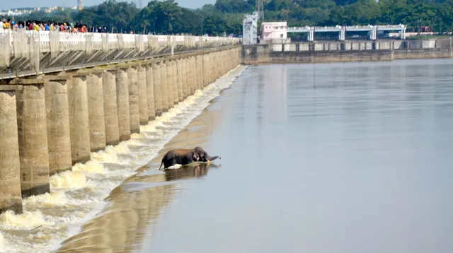 ଦନ୍ତାହାତୀର ମୃତଦେହ ଉଦ୍ଧାର ପାଇଁ ନାକେଦମ୍‌