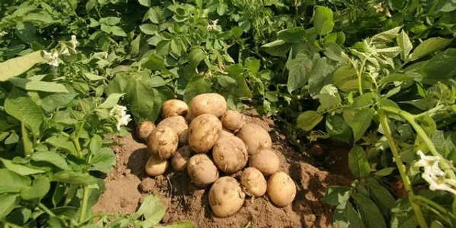 ରାଜ୍ୟରେ ପଟାଟୋ ପ୍ଲାଣ୍ଟର ପଦ୍ଧତିରେ ଆଳୁ ଚାଷ