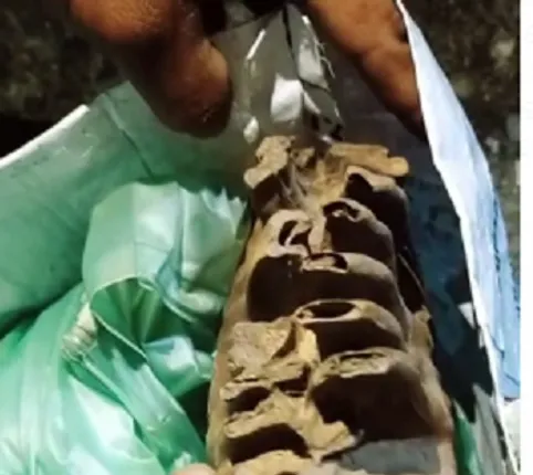 ହାତୀଦାନ୍ତ ଚୋରା ଚାଲାଣ ରାକେଟ୍ ଠାବ: ୫ ଅଟକ