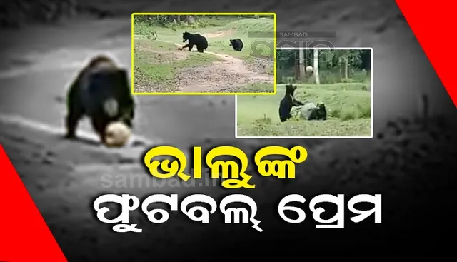  ଭାଲୁ ଖେଳୁଛନ୍ତି ଫୁଟବଲ