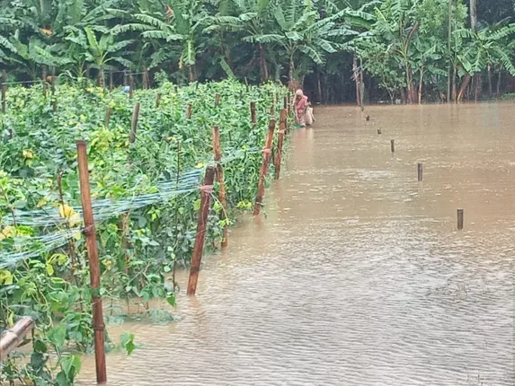 ପରିବା କିଆରିରେ ପାଣି