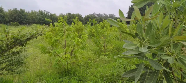 ଆରୋଗ୍ୟ ଯୋଗାଉଛି ଆରୋଗ୍ୟବନ: ଲାଗିଛି ୧୦୦ରକମର ୪ହଜାର ୪ଶହ ଔଷଧୀୟ ବୃକ୍ଷ 