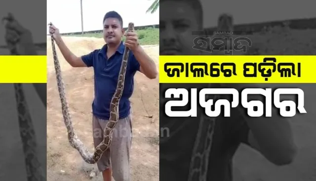 ସତୀଗୁଡା ଡ୍ୟାମରେ ଜାଲରେ ପଡ଼ିଲା ଅଜଗର