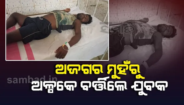 ଅଜଗର ମୁହଁରୁ ବର୍ତ୍ତିଲେ ଯୁବକ : ସଂଜ୍ଞାହୀନ ଅବସ୍ଥାରେ ଉଦ୍ଧାର