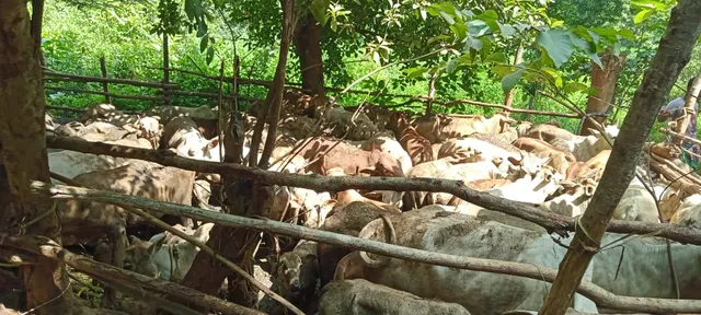 ଜଙ୍ଗଲରେ ଗୁପ୍ତରେ ରଖିଥିଲେ ଶହ ଶହ ଗୋରୁ, ଉଦ୍ଧାର କଲେ ଲୋକେ