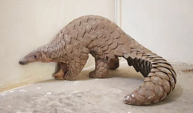 ଏସ୍‌ଟିଏଫ୍ ପଞ୍ଝାରେ ବଜ୍ରକାପ୍ତା ବ୍ୟବସାୟୀ