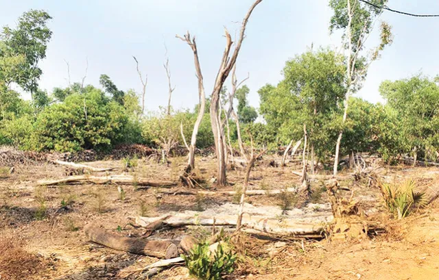 ବାଲୁଖଣ୍ଡ ଅଭୟାରଣ୍ୟ: ଚାଲିଛି ହରିଲୁଟ୍‌, ଭାଙ୍ଗିଥିବା ଗଛ ସଫାରେ ଖର୍ଚ୍ଚ ୬.୨୫ ‌କୋଟି