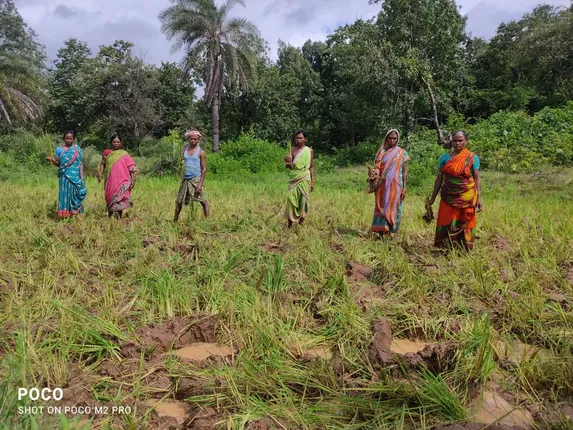 ଧାନ ଗଛକୁ ଦଳି ନଷ୍ଟ କରିଦେଲେ ହାତୀପଲ