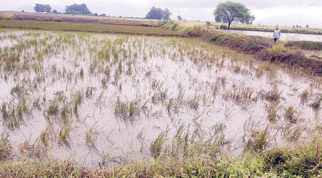 ପଚା ଧାନ ଗଛ ଦେଖି ଚିନ୍ତାରେ ଚାଷୀ