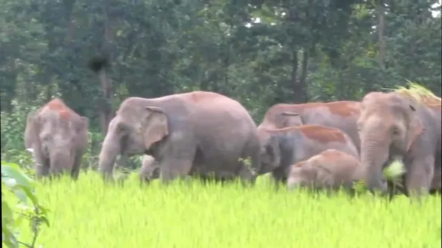 ଧାନ ହେବା ପୂର୍ବରୁ ୧୫ଟି ହାତୀଙ୍କ ଉପଦ୍ରବ ଆରମ୍ଭ: ନିରୁପାୟ ବନବିଭାଗ