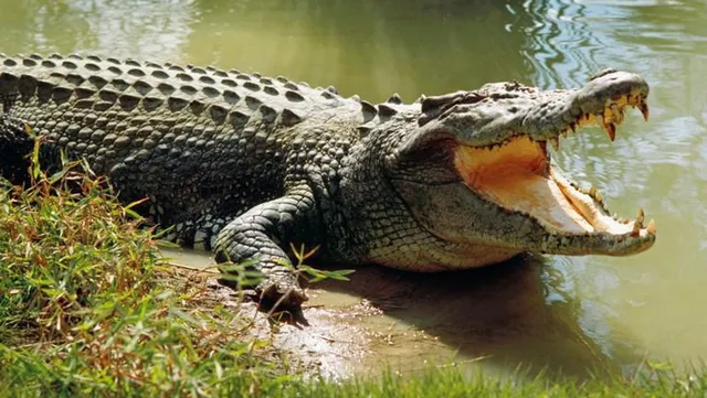 କୁମ୍ଭୀର ଆକ୍ରମଣର ଶିକାର ବାବାଜିଙ୍କ ମୁଣ୍ଡ ଉଦ୍ଧାର