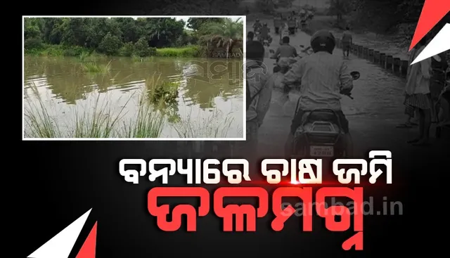 ମହାନଦୀର ବନ୍ୟାରେ ଚାଷ ଜମି ଜଳମଗ୍ନ, ଚାଷୀଙ୍କ ବଢ଼ିଲା ଚିନ୍ତା