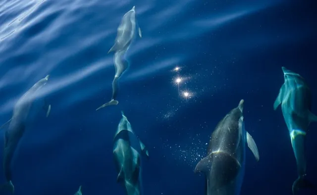 ଦିନକରେ ଡେନ୍‌ମାର୍କର ଫେରୋ ଦ୍ବୀପପୁଞ୍ଜରେ ୧୪୦୦ ଡଲ୍‌ଫିନ୍‌ଙ୍କୁ ହତ୍ୟା