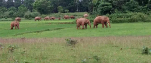 ଜ୍ୟୋତିପୁର ଅଞ୍ଚଳରେ ୨୫ ହାତୀ