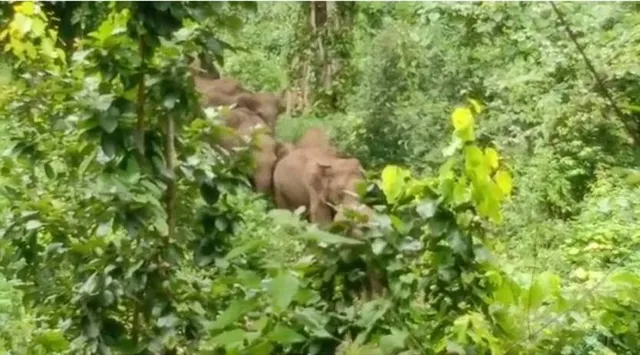 ପୁଣି ପଶିଲେ ହାତୀପଲ: ଲୋକେ ଆତଙ୍କିତ, ମକା ଚାଷୀଙ୍କ ବଢ଼ିଲା ଚିନ୍ତା