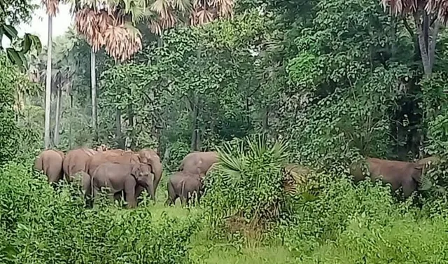 ଜଙ୍ଗଲରୁ ୨ଟି ହାତୀର ମୃତଦେହ ଠାବ: କୀଟନାଶକର ପ୍ରଭାବରେ ଉଭୟଙ୍କର ମୃତ୍ୟୁ ଆଶଙ୍କା