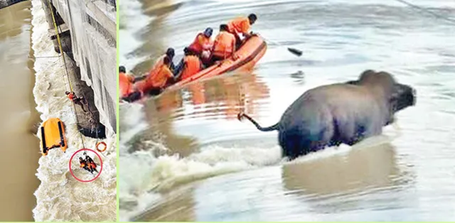 ମହାନଦୀ ଟ୍ରାଜେଡି ! ହାତୀ ପାଇଁ ଜଳ ସମାଧି