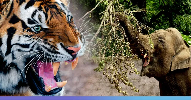 ରାଜ୍ୟରେ ୩ ବର୍ଷରେ ମରିଛନ୍ତି ୨୮୨ ହାତୀ, ୧୭ ବାଘ