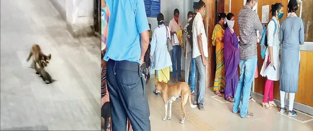 କ୍ୟାପିଟାଲ୍‌ ହସ୍ପିଟାଲରେ ବିଲେଇ, କୁକୁରଙ୍କ ଉତ୍ପାତ: ଶିଶୁ ରୋଗୀଙ୍କ କ୍ଷୀର, ବିସ୍କୁଟ ଖାଇ ଦେଉଛନ୍ତି