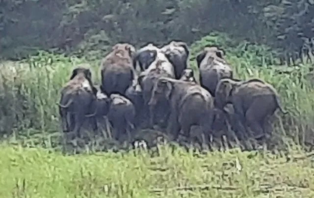 ହାତୀ ଉପଦ୍ରବ, ବ୍ୟାପକ କପା ଫସଲ ନଷ୍ଟ ଅଭିଯୋଗ