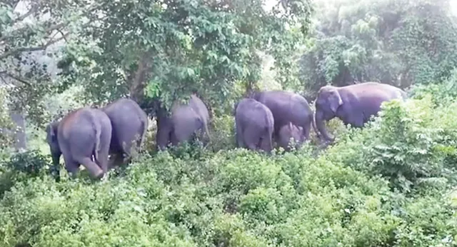 ଅସୁରକ୍ଷିତ ଅଭୟାରଣ୍ୟ: ମୁଣ୍ଡଳୀରେ ପୁଣି ହାତୀପଲ, ଛୁଆ ଓ ମୁଖିଆକୁ ଖୋଜୁଛନ୍ତି