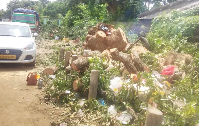 ଏକାମ୍ରରୁ ଉଭାନ ହୋଇଯିବ ଆମ୍ବଗଛ! ରାସ୍ତା ପାଇଁ ବଳି ପଡ଼ିଲା ଆଉ ୫ ବଡ଼ ଗଛ