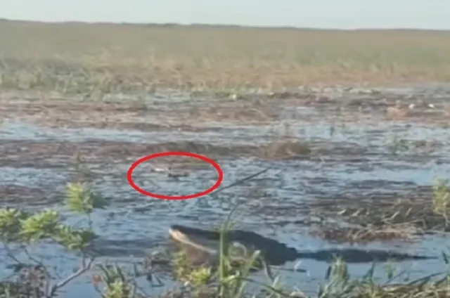 ଉଡ଼ନ୍ତା ଡ୍ରୋନକୁ ଗିଳି ପକାଇଲା କୁମ୍ଭୀର: ଗୁଗୁଲ ସେୟାର କଲା ଭିଡିଓ