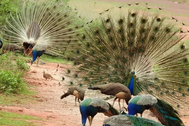 ଇକୋ ଟୁରିଜିମ୍‌ ମାନ୍ୟତା ଅପେକ୍ଷାରେ ‘ପିକକ୍‌ ଭ୍ୟାଲି’