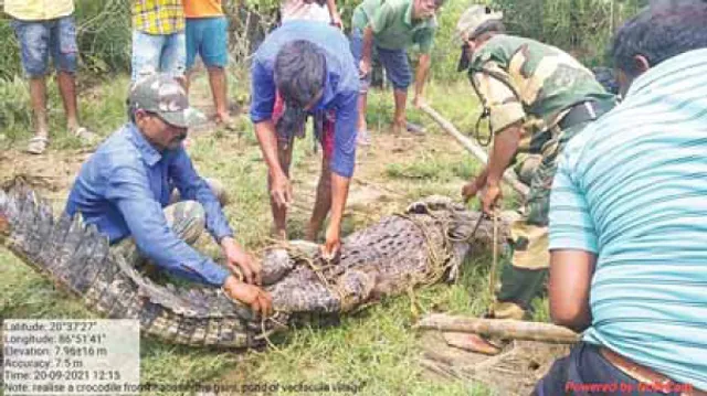 ଗାଁ ଦାଣ୍ତରେ କୁମ୍ଭୀର
