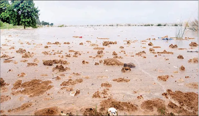 ମହାନଦୀ, ଶାଖା ନଦୀ ଫୁଲୁଛି: ସତର୍କ ସଂକେତ ଉପରେ ବ୍ରାହ୍ମଣୀ, ବୈତରଣୀ, ବଂଶଧାରା, ଜଳକା