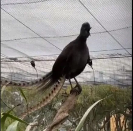 ଅବିକଳ ଛୋଟ ଛୁଆଙ୍କ ଭଳି ଶବ୍ଦ ବାହାର କରୁଛି ଏହି ପକ୍ଷୀ