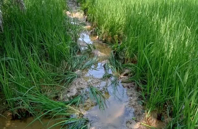 ବୀରମହାରାଜପୁର ଉପଖଣ୍ଡରେ ଜଙ୍ଗଲି ହାତୀଙ୍କ ଉପଦ୍ରବ