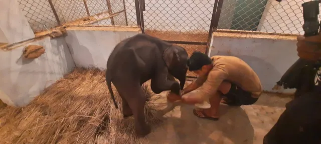 କେନ୍ଦୁଝରରୁ ଉଦ୍ଦାର ମାଈ ହାତୀଛୁଆ ଚକିତ୍ସା ପାଇଁ ପହଂଚିଲା କପିଳାସ।