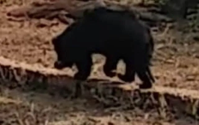 ନନ୍ଦନକାନନରେ ହିମାଳୟ ଅଞ୍ଚଳର ଭାଲୁର ମୃତ୍ୟୁ