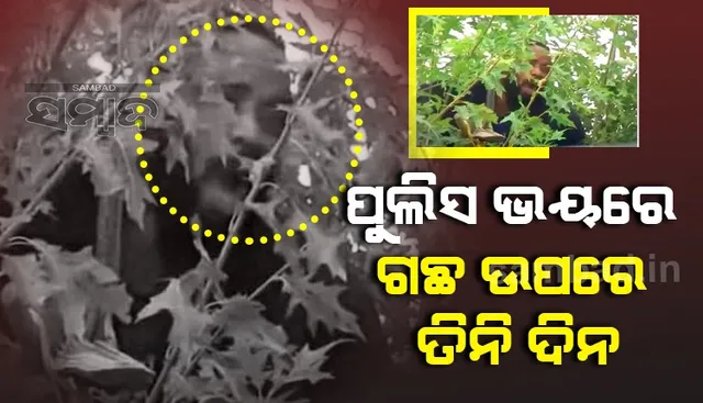 ପୁଲିସର ଭୟରେ ତିନିଦିନ ଗଛ ଉପରେ ଲୁଚି ରହିଥିଲା ଯୁବକ